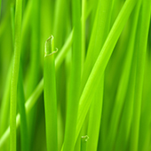 grass.jpg