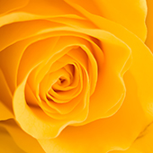 rose.jpg